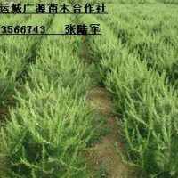 1米白皮松大量低价优惠出售