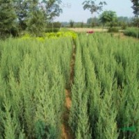 北京桧、蜀桧、西安桧、万峰桧、龙柏、爬地柏、侧柏、塔柏