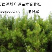 2.5米油松大量低价优惠供应