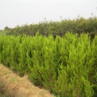 大量供应：龙柏,蜀桧,扶芳藤,卫矛,桧柏,红叶小檗