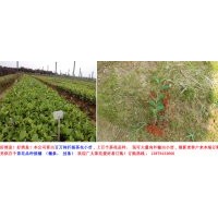 10-50公分茶花小苗供应