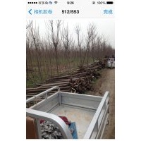 楸树供应
