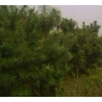 3、4米油松大量低价优惠供应