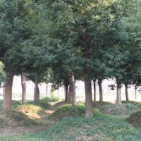 常年出售一批绿化苗木