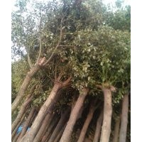 供应香樟