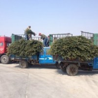 供应山东招远冬青球冬青苗木槿北海道黄杨