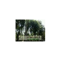 成都价格朴树苗圃基地