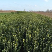 供应冬青苗冬青球扦插小苗，大叶黄杨