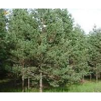 2.5米油松山苗北京河北销售