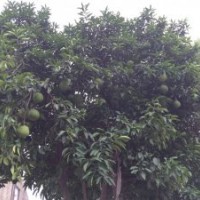 供应20公分移栽香泡树，22公分骨架香泡树，香泡树价格优惠