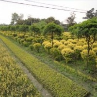 供应各种绿化苗木