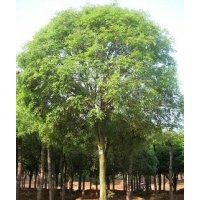 河北杨连翘珍珠梅碧桃紫叶李帖梗垂榆垂榆金叶糖槭糖槭紫叶稠李银