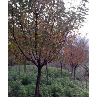 供应四川高杆晚樱/最实惠的四川高杆晚樱，哪里有卖