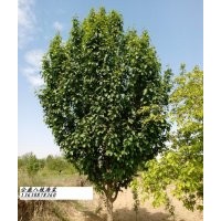 供应15公分八棱海棠树