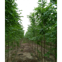 大量供应速生榆