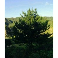 五角枫,蒙古栎,油松