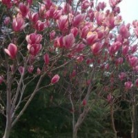 玉兰树（3公分-18公分）