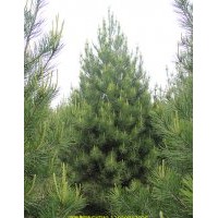 供应2米 3米 4米 白皮松