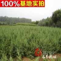 园林绿化灌木 河南桧 河南桧小苗