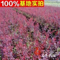 红叶小檗 1年苗 庭院工程绿化
