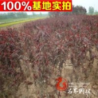 绿化庭院行道工程苗木 紫叶桃小苗