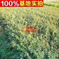 大量供应 金丝梅 黄色花朵 美观