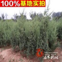 大量供应刺柏 刺柏基地批发