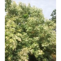 粉叶复叶槭、复叶槭、彩叶苗木、乔木