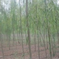 苗圃直销5公分6公分4公分垂柳价格 江苏垂柳基地