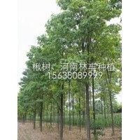 河南周口楸树基地