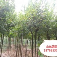 供应榆树 金叶榆 椿树 圆冠榆 丝绵木