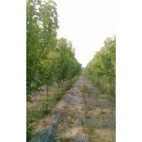 美国红枫（秋火焰）