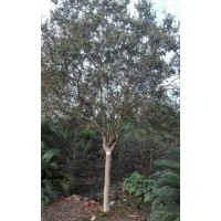 大量供应成都紫薇（2公分至10公分）