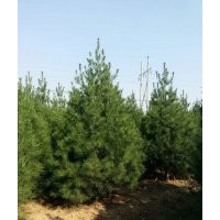 蓝田聚庆苗圃大量供应白皮松、樱花、玉兰