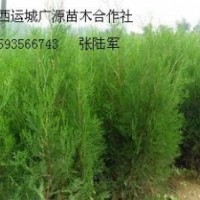 2、3米侧柏大量低价优惠供应