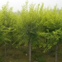 金叶榆 速生柳 香花槐 火炬 法桐 刺槐 国槐 炮桐
