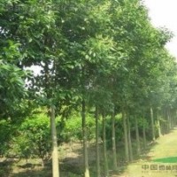 行道树品种 大叶女贞 高杆女贞 大叶女贞小苗