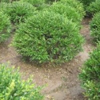 自产自销50-120瓜子黄杨球