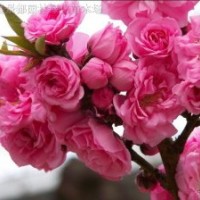 红梅、绿梅、垂梅、龙游梅、白梅、腊梅