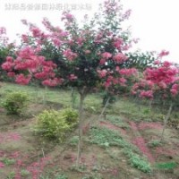 法桐、大叶女贞、樱花、紫荆、紫薇、枇杷、紫叶李