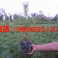 樟子松1-3年生营养袋