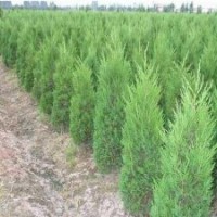 大量供应：龙柏,蜀桧,扶芳藤,卫矛,桧柏,红叶小檗