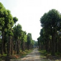 供应湖南野生香樟，原生香樟，尺寸一应俱全