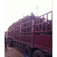 北栾那里多、山东北栾树价格、北栾小苗