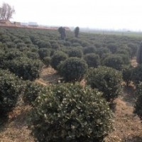 供应烟台招远冬青球苗，大叶黄杨球苗