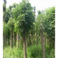 供应胸径18公分栾树，全冠栾树，骨架栾树