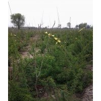 黄刺玫、金叶龙爪槐、国槐、山杏