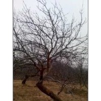 造型八棱海棠树