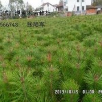 1米油松大量低价优惠供应