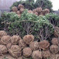 供应山东招远冬青球冬青苗木槿北海道黄杨